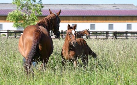 LOLITA : cheval à vendre