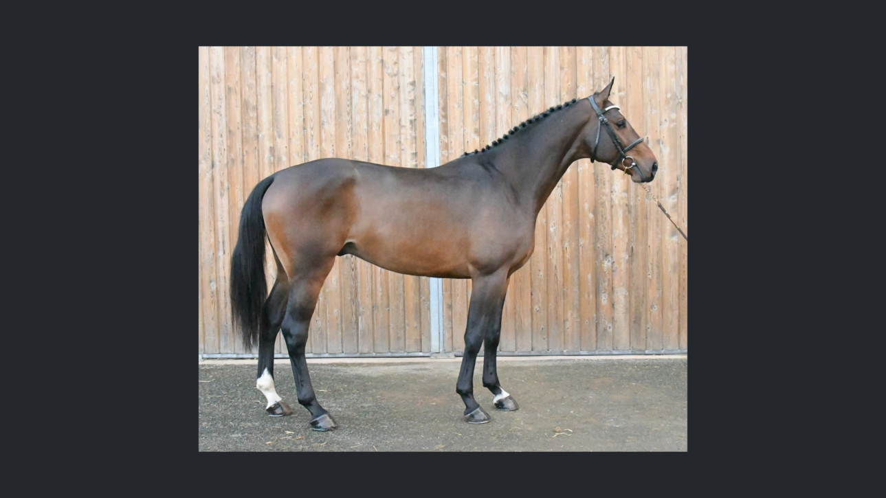 Cheval CSO Vendre Vente De Chevaux De Sport Cheval CSO Vendre Vente De Chevaux De Sport